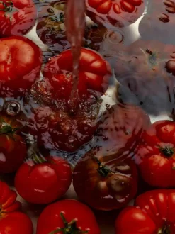 ROMA HEIRLOOM TOMATO DISH SOAP
