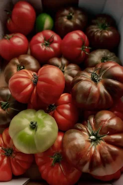 ROMA HEIRLOOM TOMATO HAND SOAP