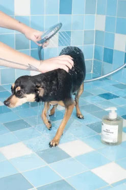 TAUNT PET SHAMPOO