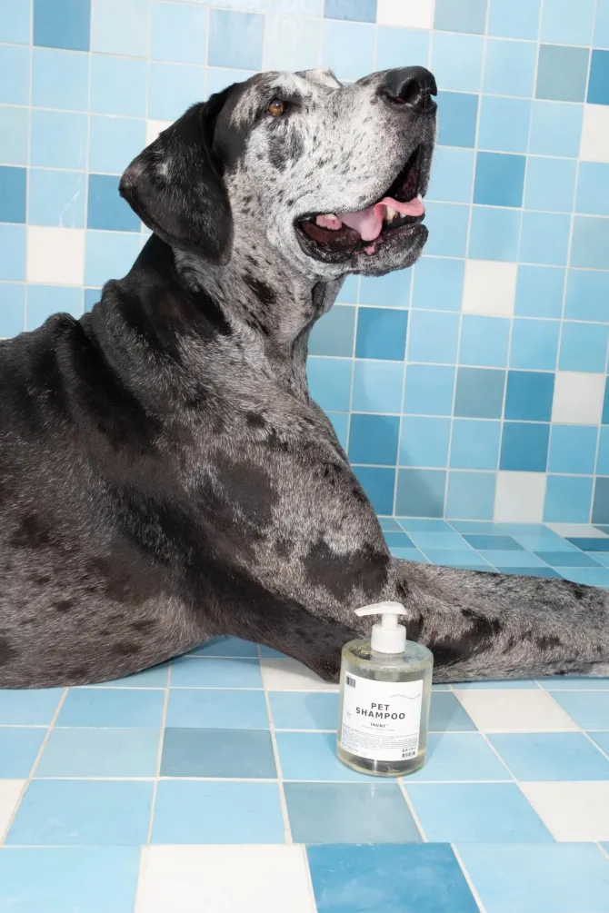 TAUNT PET SHAMPOO